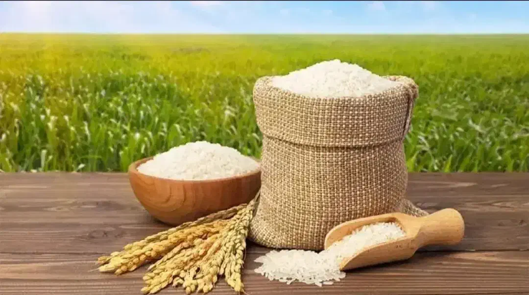 برنج دره شهر|عمده‌فروشی|ایلام, |دیوار