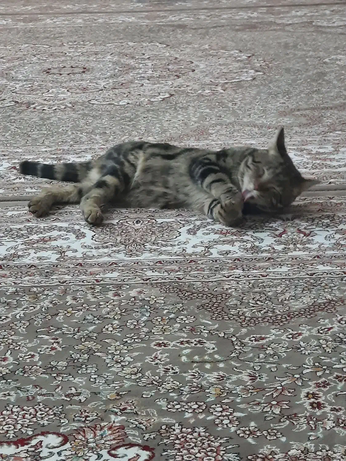 گربه|گربه|نجفآباد, ویلاشهر|دیوار