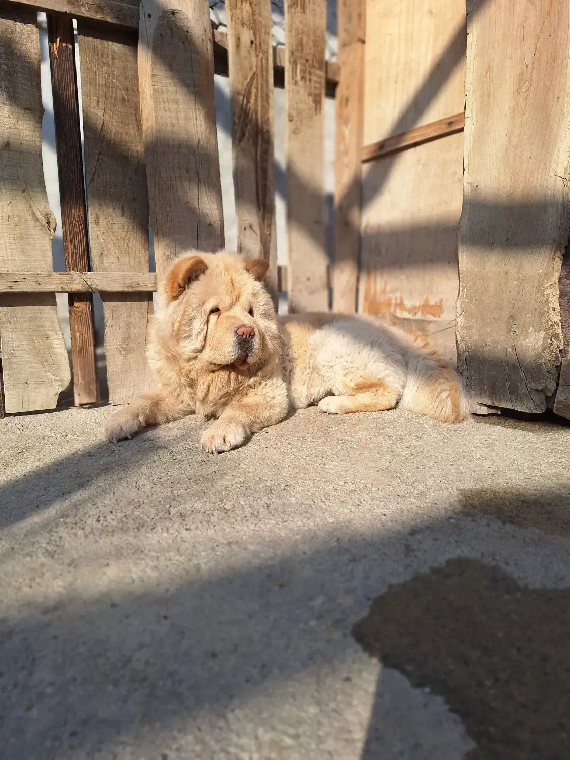 مینی چاو چاو خرسی سفید کیفیت بالا|سگ|شهریار, رضی آباد بالا|دیوار