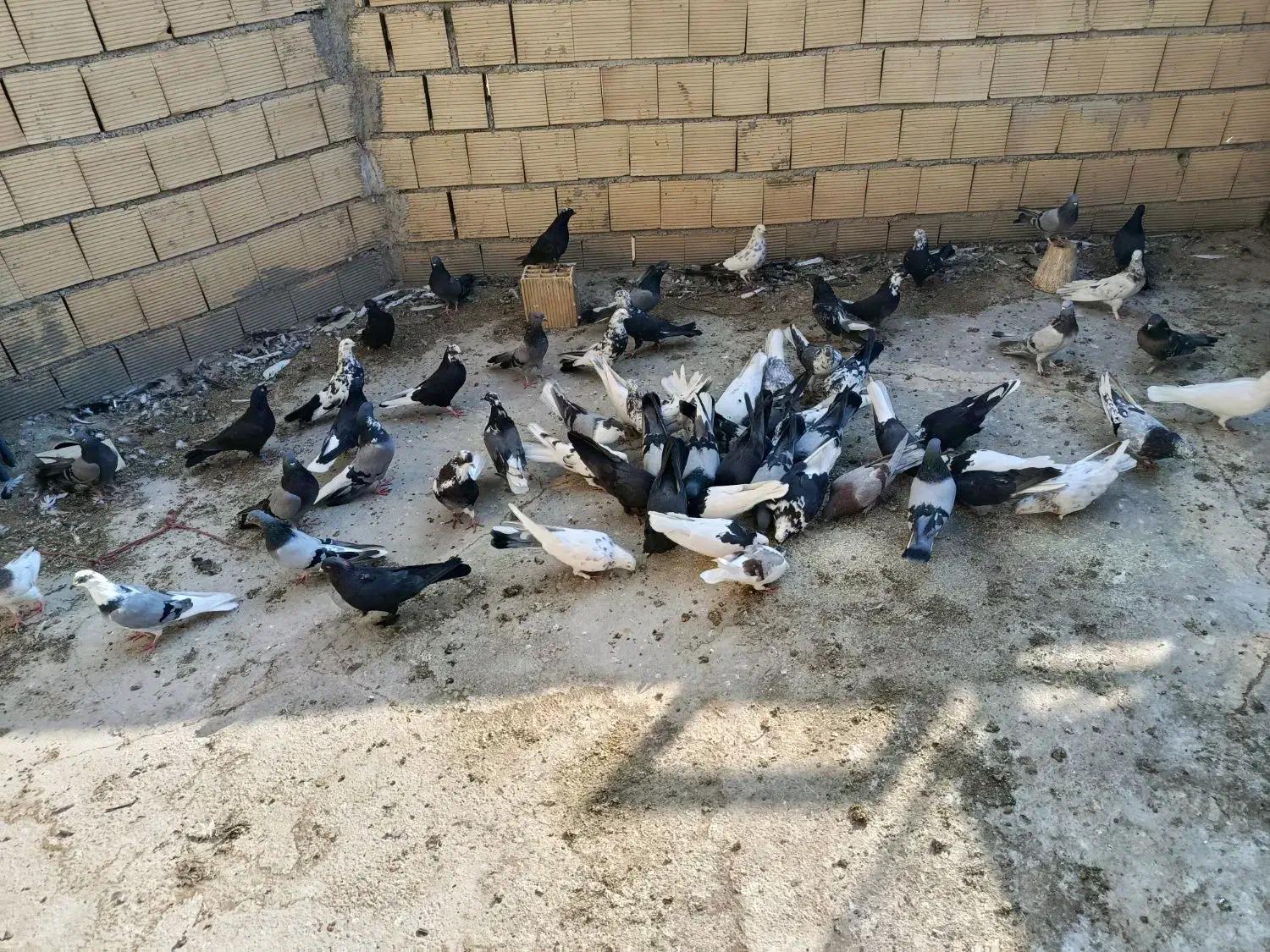 کبوتر اصفهانی|پرنده|خمینیشهر, |دیوار