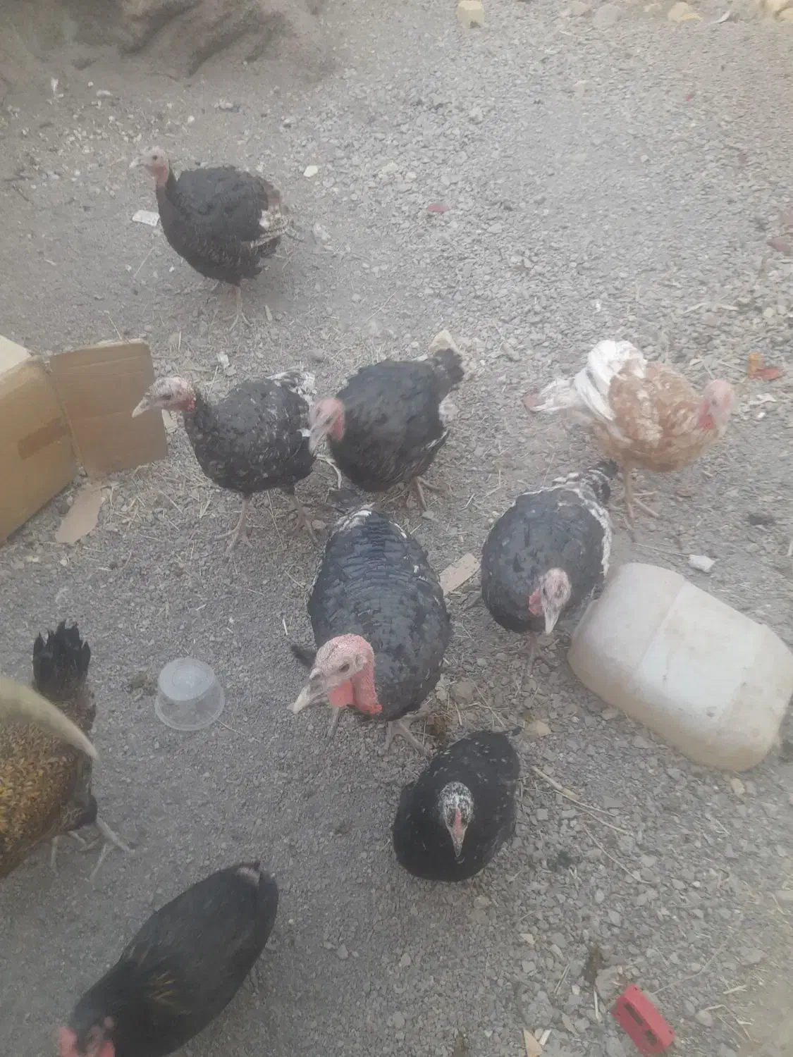 بوقلمون فروشی|حیوانات مزرعه|کاشان, راوند|دیوار