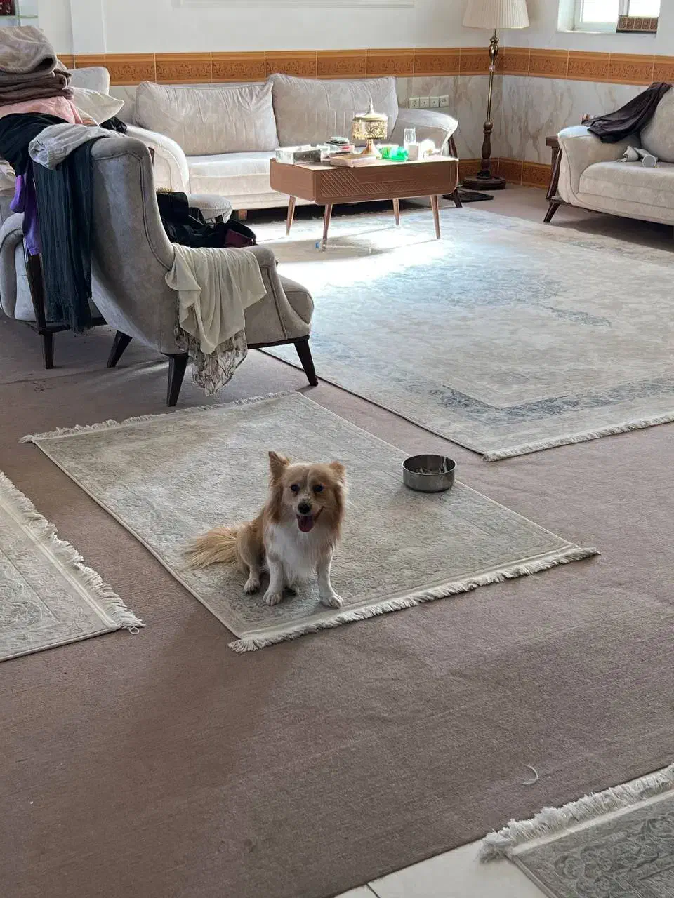 گمشده|حیوانات|قزوین, |دیوار