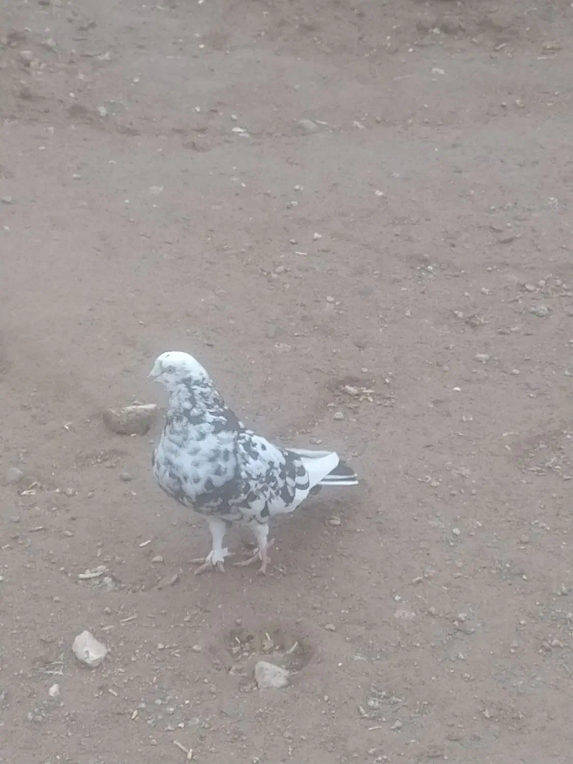 یک لانه کبوتر|پرنده|خسروشاه, |دیوار