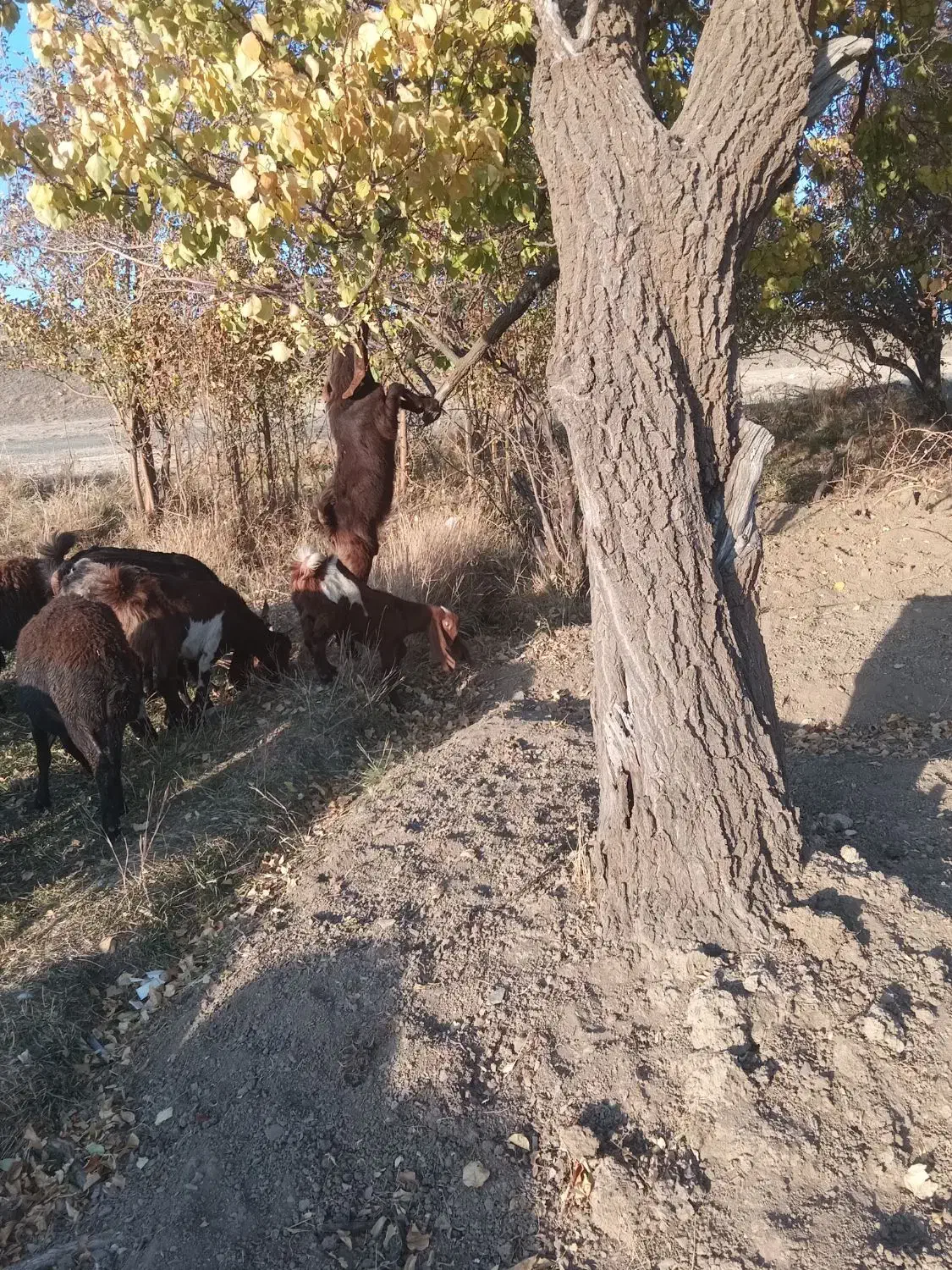 نربزنژدی|حیوانات مزرعه|سربند, |دیوار