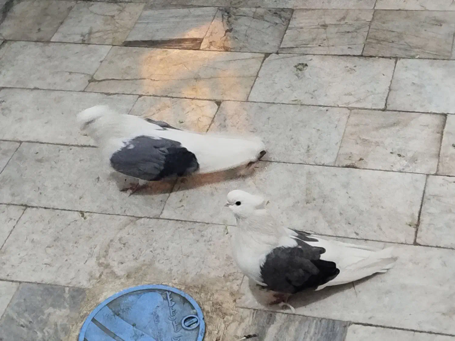 کبوتر دوکت|پرنده|ابهر, |دیوار