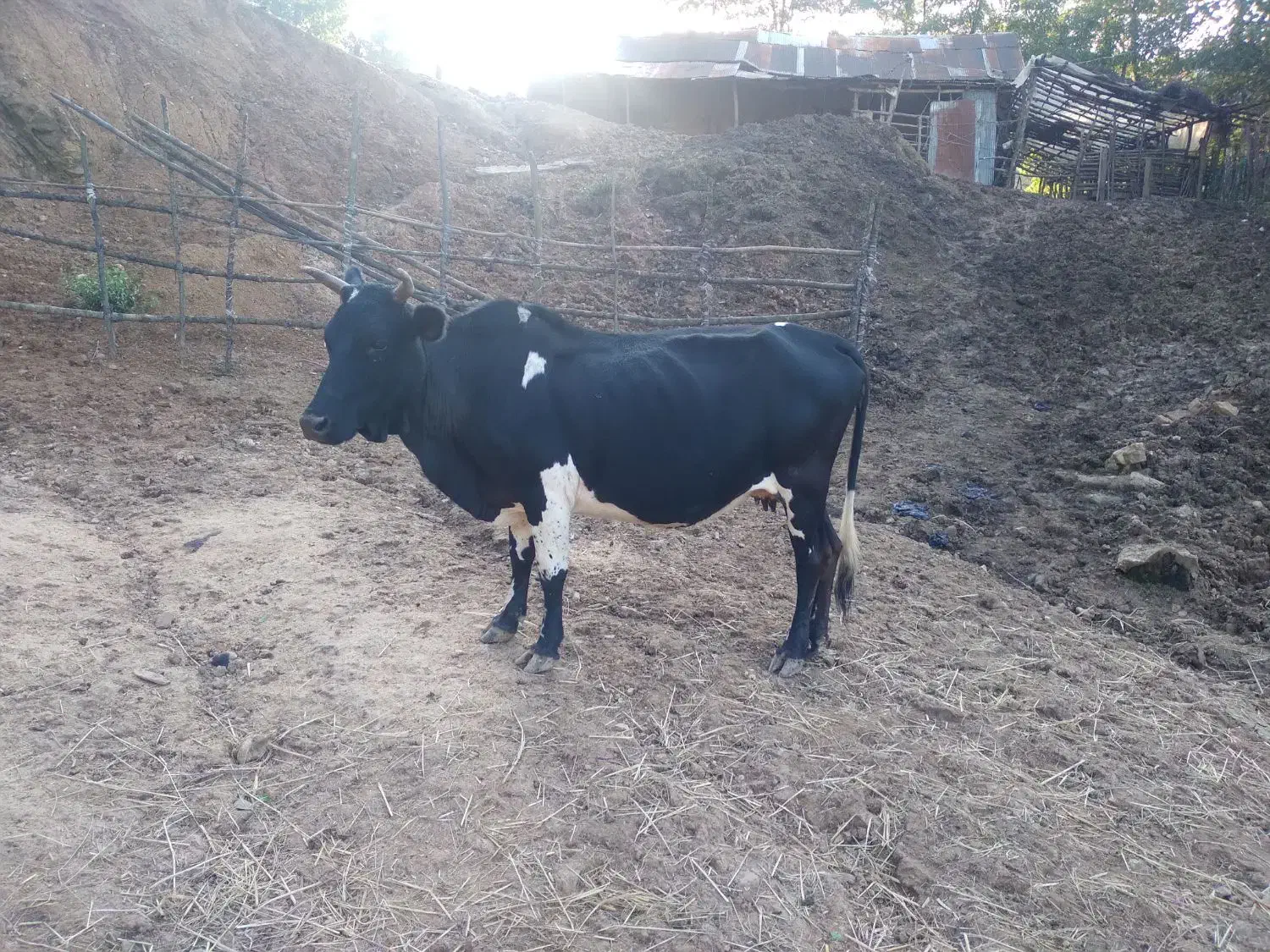 گاو با گوساله محلی|حیوانات مزرعه|توتکابن, |دیوار