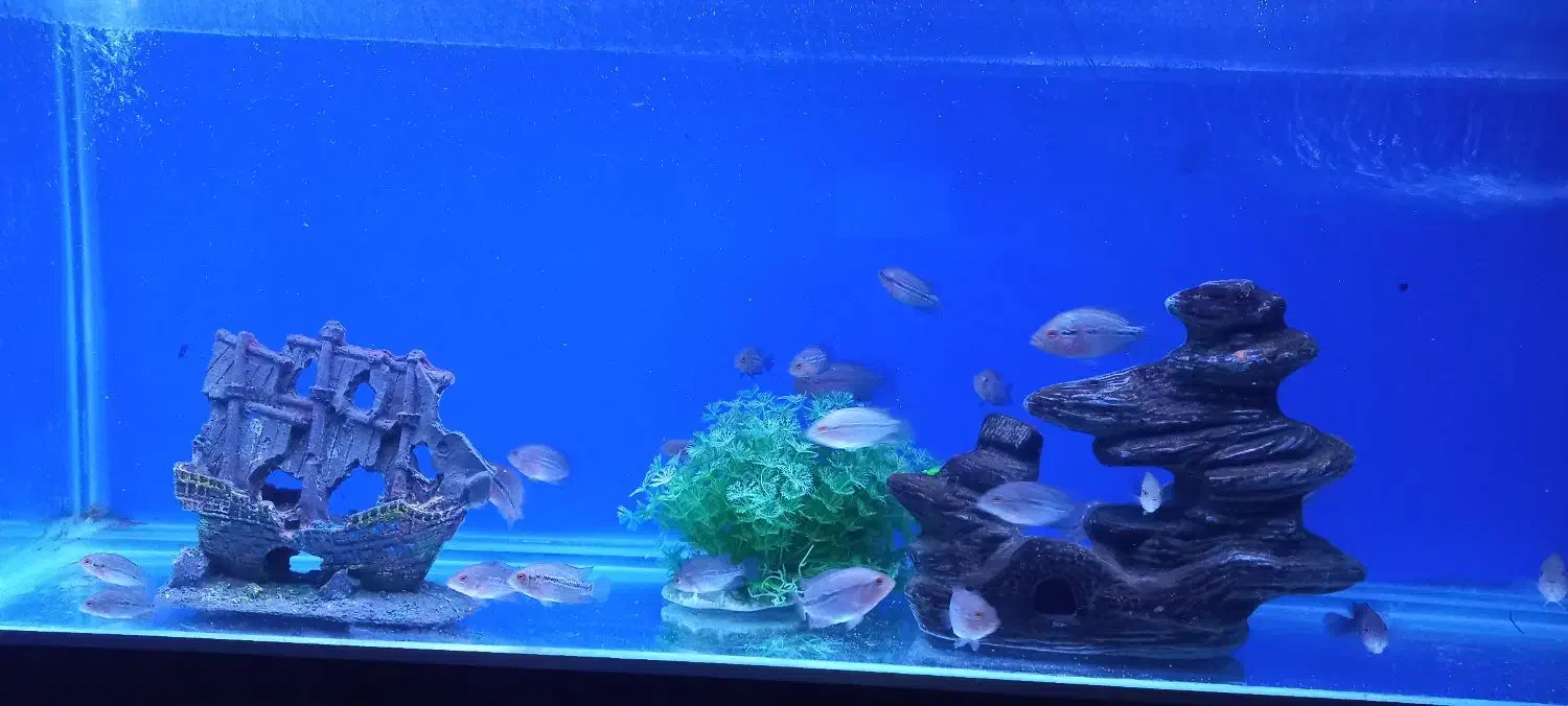 بچه ماهی فلاور|ماهی|نمین, |دیوار