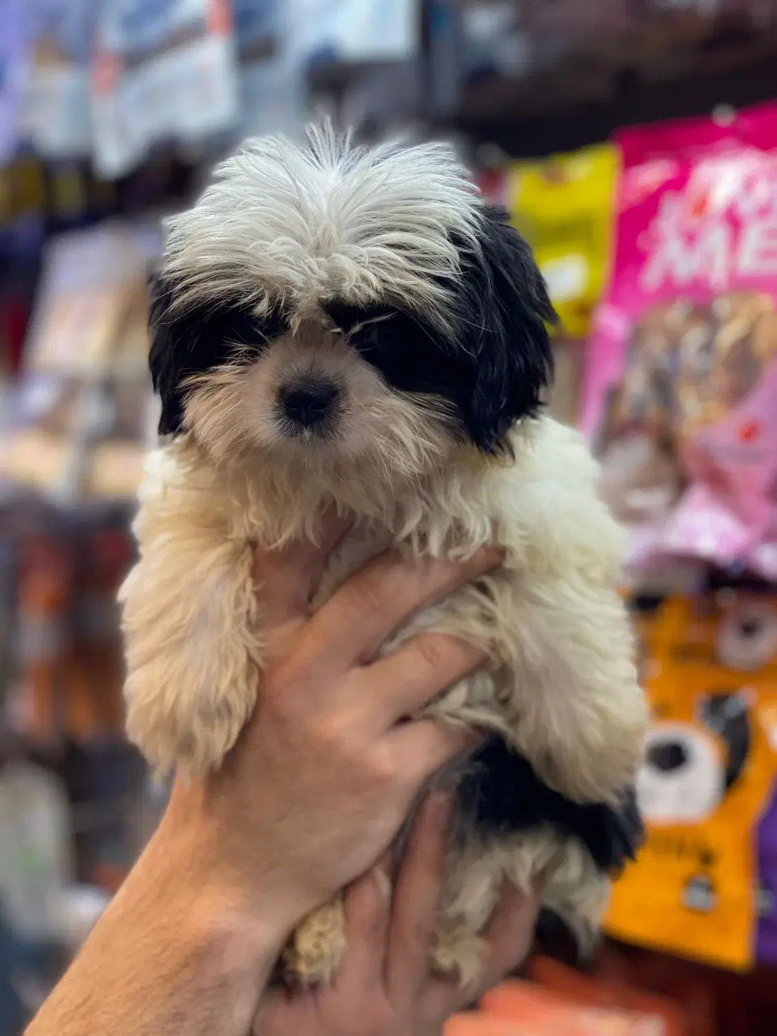 شیتزو سوپرفلت|سگ|رشت, معلم|دیوار