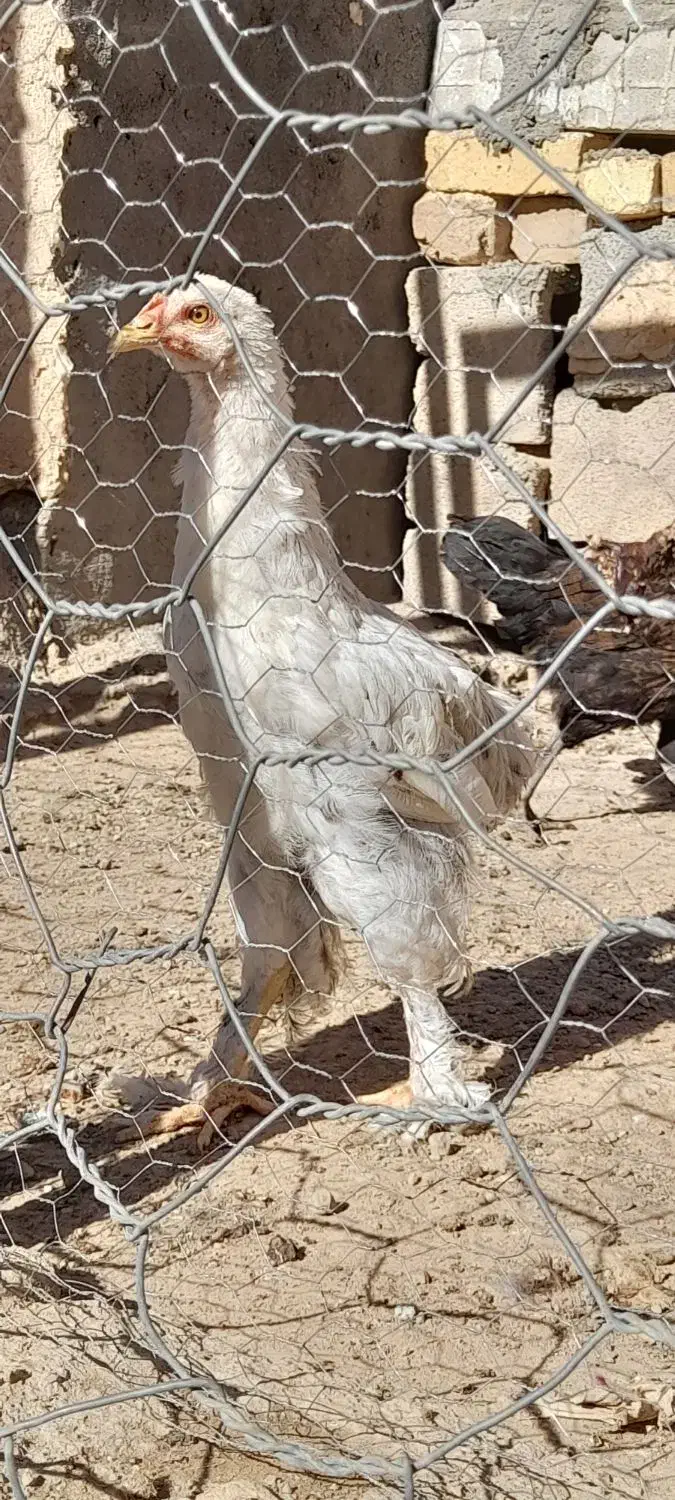 خروس و مرغ برهما|پرنده|سوری, |دیوار