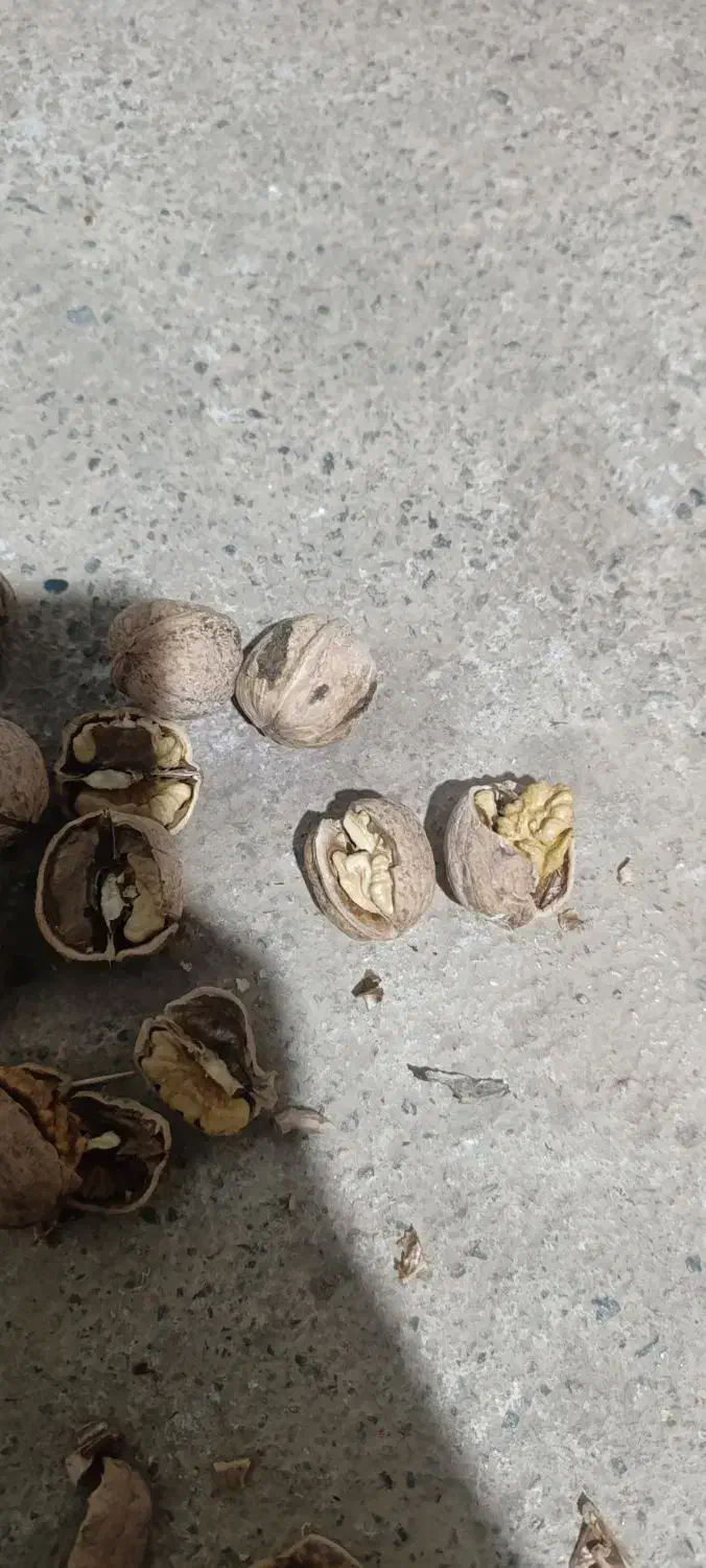 گردو محلی پر چرب|خوردنی و آشامیدنی|نمشیر, |دیوار