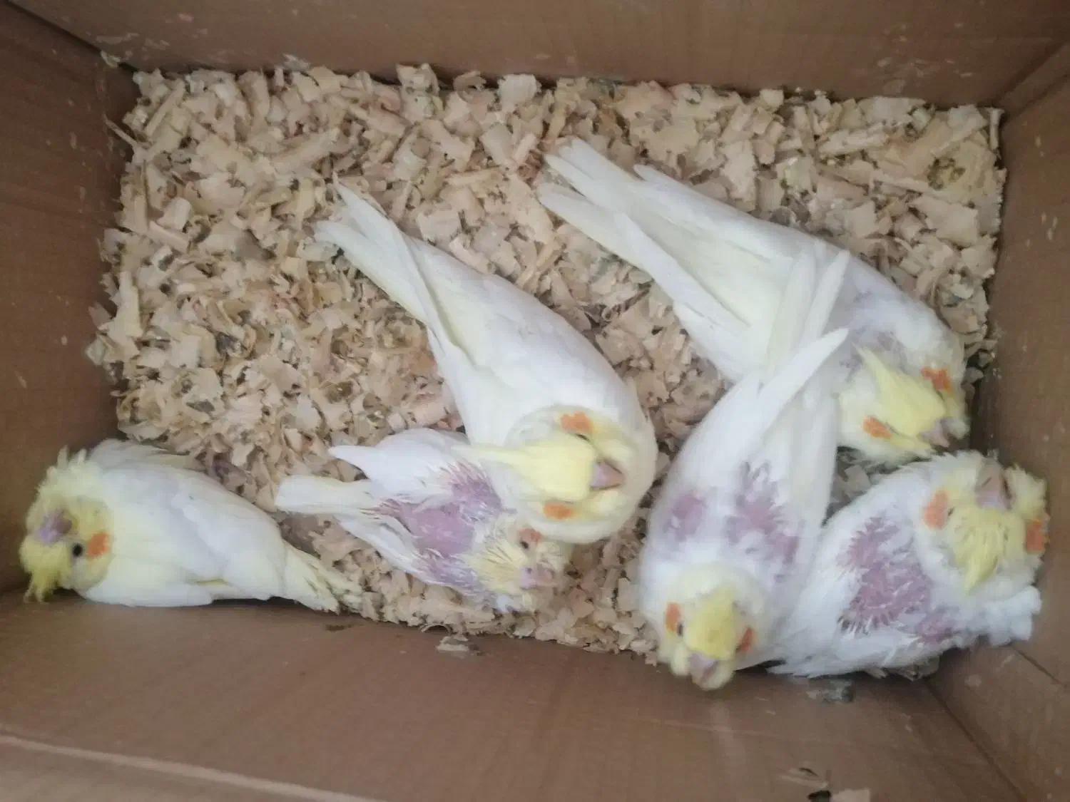 جوجه عروس لوتینو|پرنده|بندرعباس, |دیوار