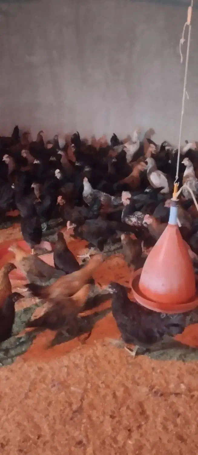 جوجه محلی|حیوانات مزرعه|مرودشت, محمد آباد|دیوار