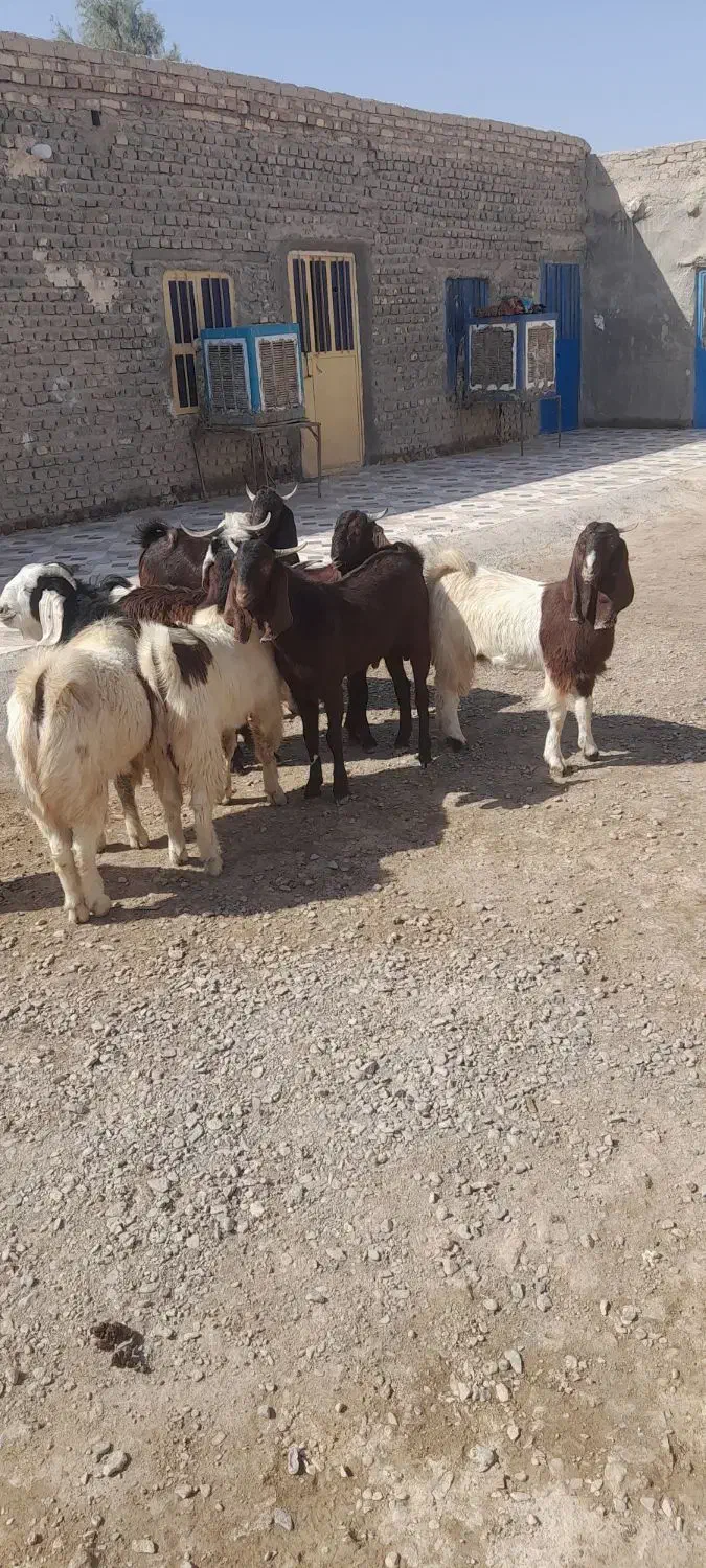 بزغاله نر فروشی|حیوانات مزرعه|هیرمند, |دیوار