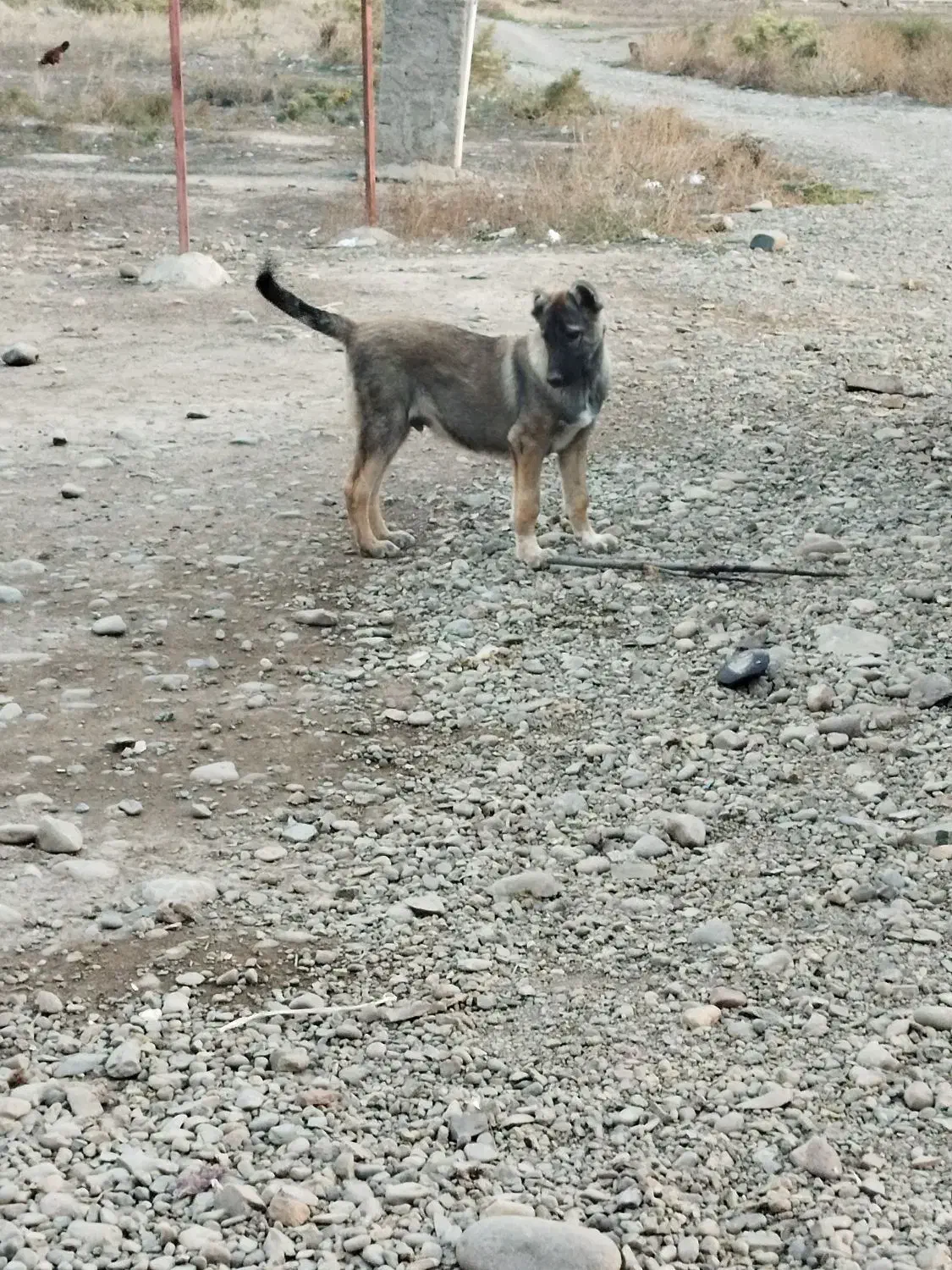 توله سگ سرابی نر|سگ|پارس‌آباد, |دیوار