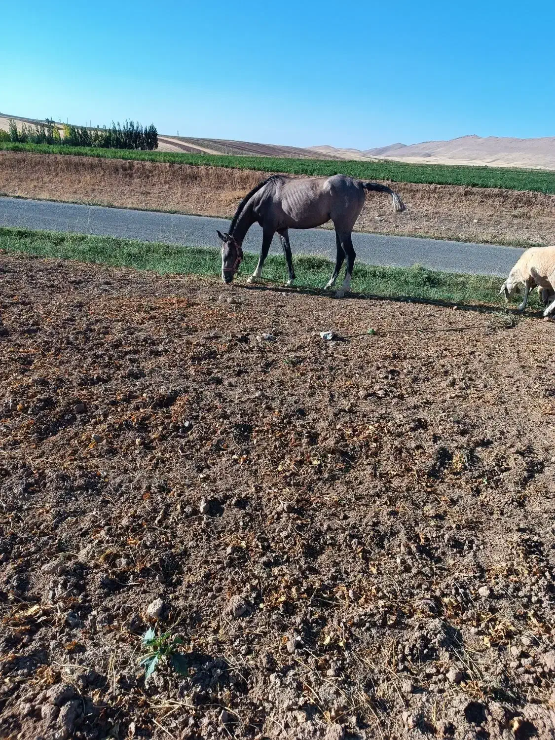 گمشده|حیوانات|الیگودرز, |دیوار