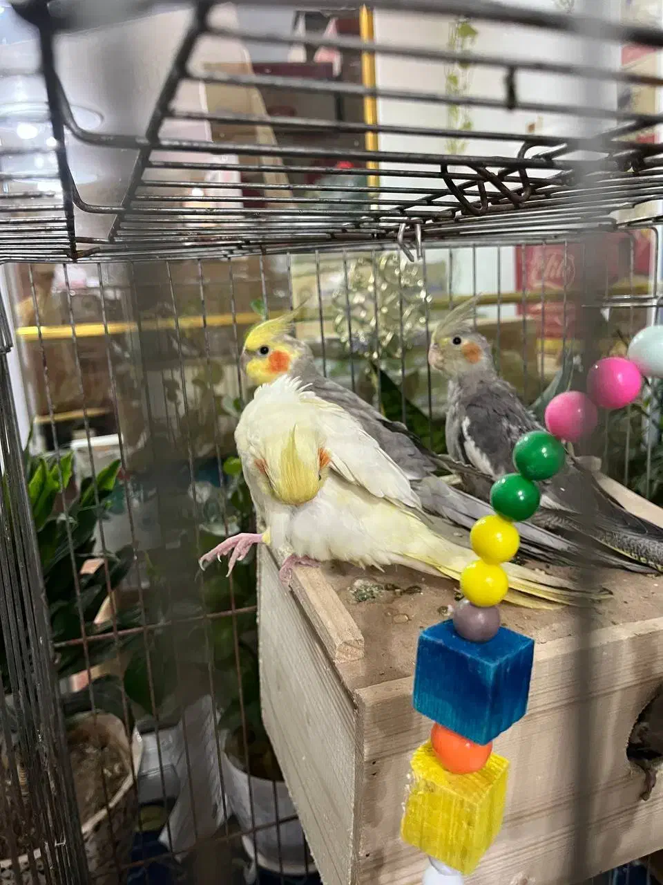 عروس هلندی|پرنده|رضوانشهر, |دیوار