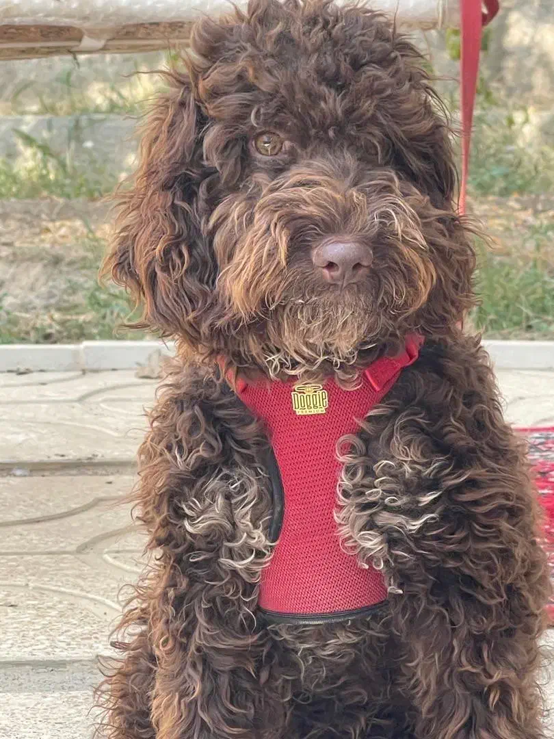 سگ پودل|سگ|تهران, جنت‌آباد مرکزی|دیوار