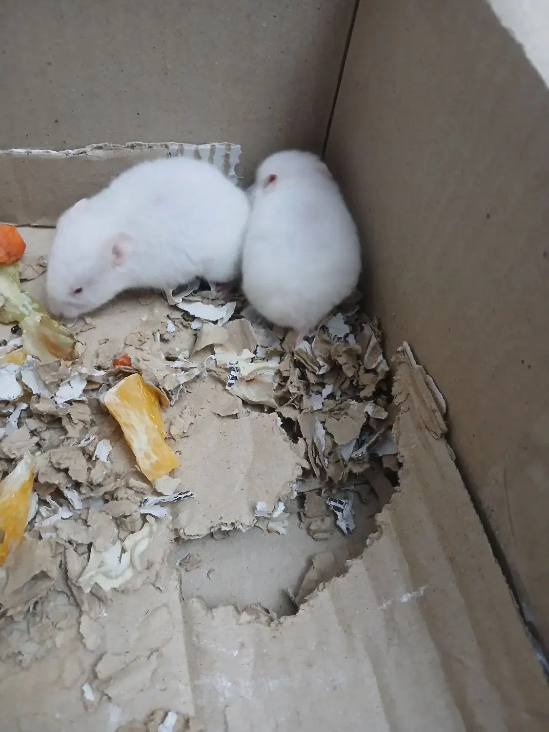 همستر|موش و خرگوش|مشکیندشت, |دیوار