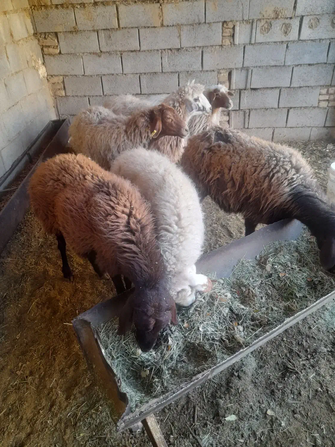 میش داشتی|حیوانات مزرعه|شیدا, |دیوار