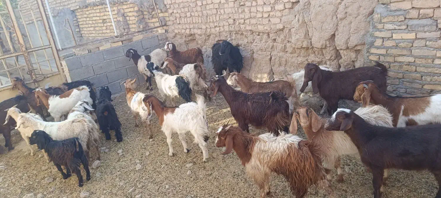 بزغاله پاکستانی اصل|حیوانات مزرعه|مشهد, باغ فراگرد|دیوار