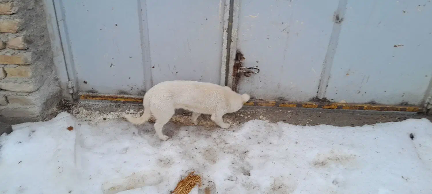 سگ پاکوتاه|سگ|شیروان (خراسان), |دیوار