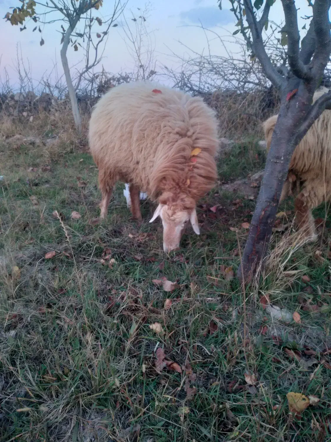 توغلو|حیوانات مزرعه|مشگین شهر, |دیوار