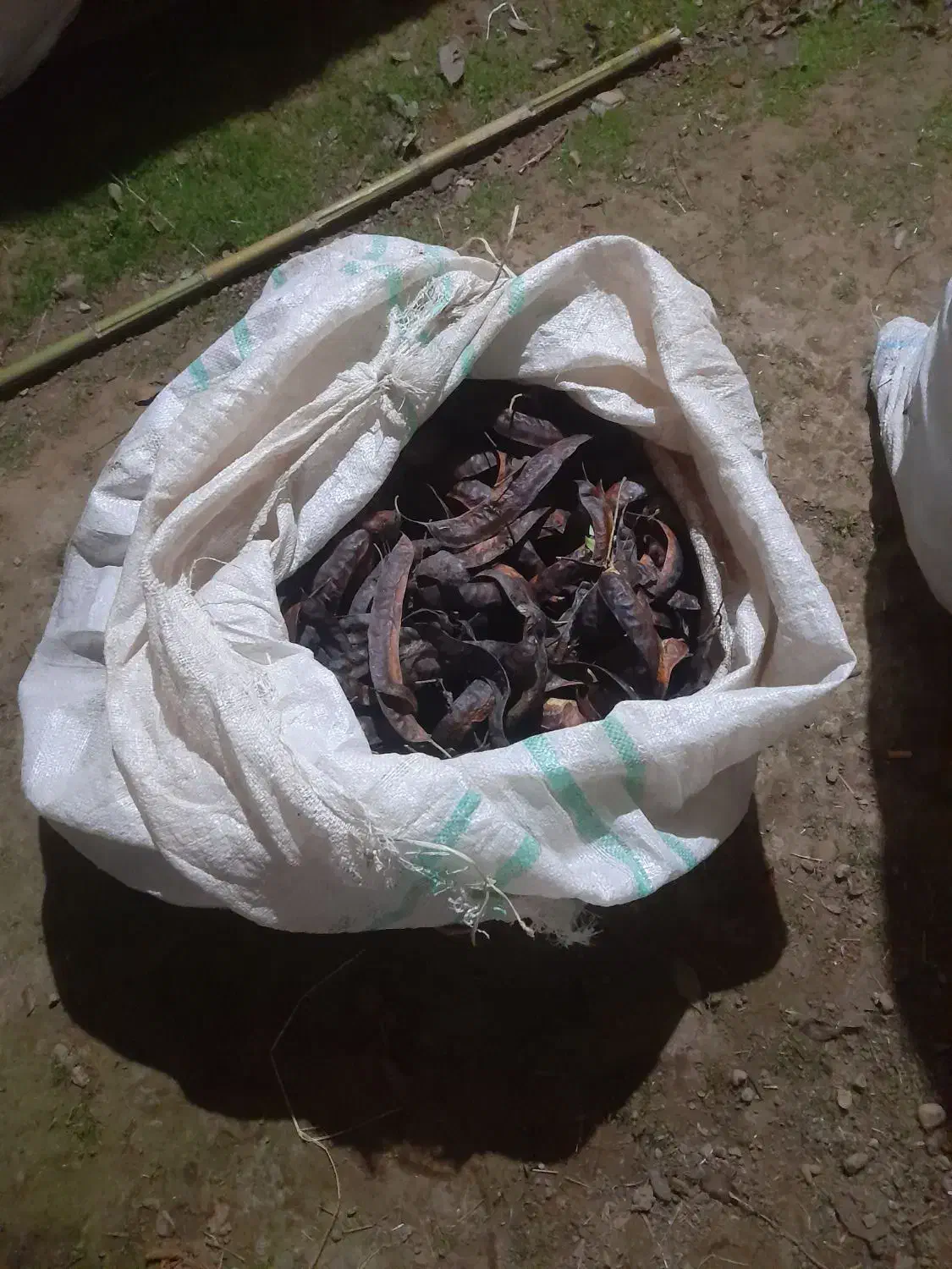 فرنگی للکی خوب|حیوانات مزرعه|گوراب زرمیخ, |دیوار