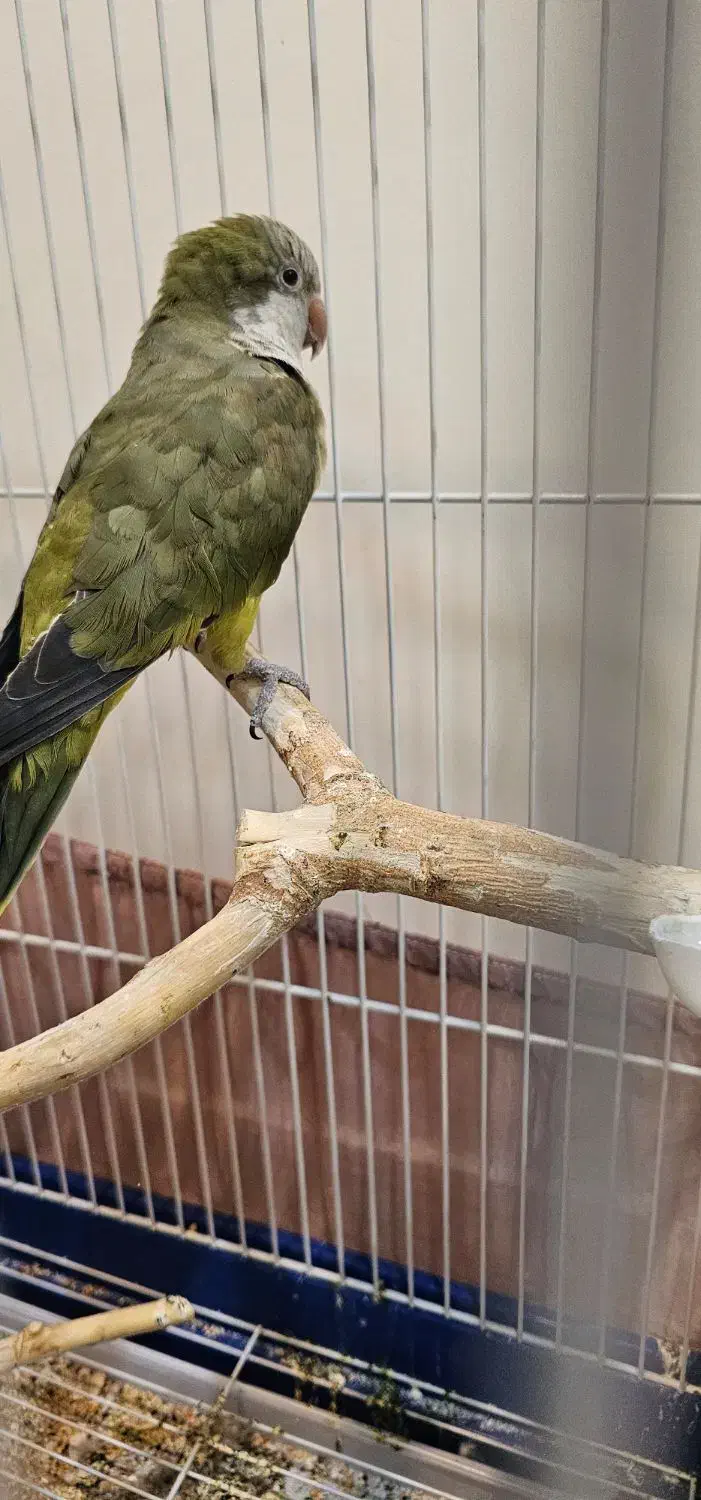 طوطی راهب|پرنده|پردیس, فاز ۸|دیوار