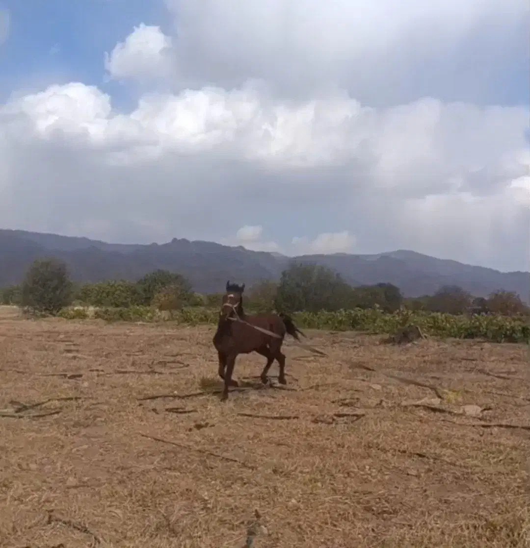 کره اسب|اسب و تجهیزات اسب‌سواری|صائین قلعه, |دیوار