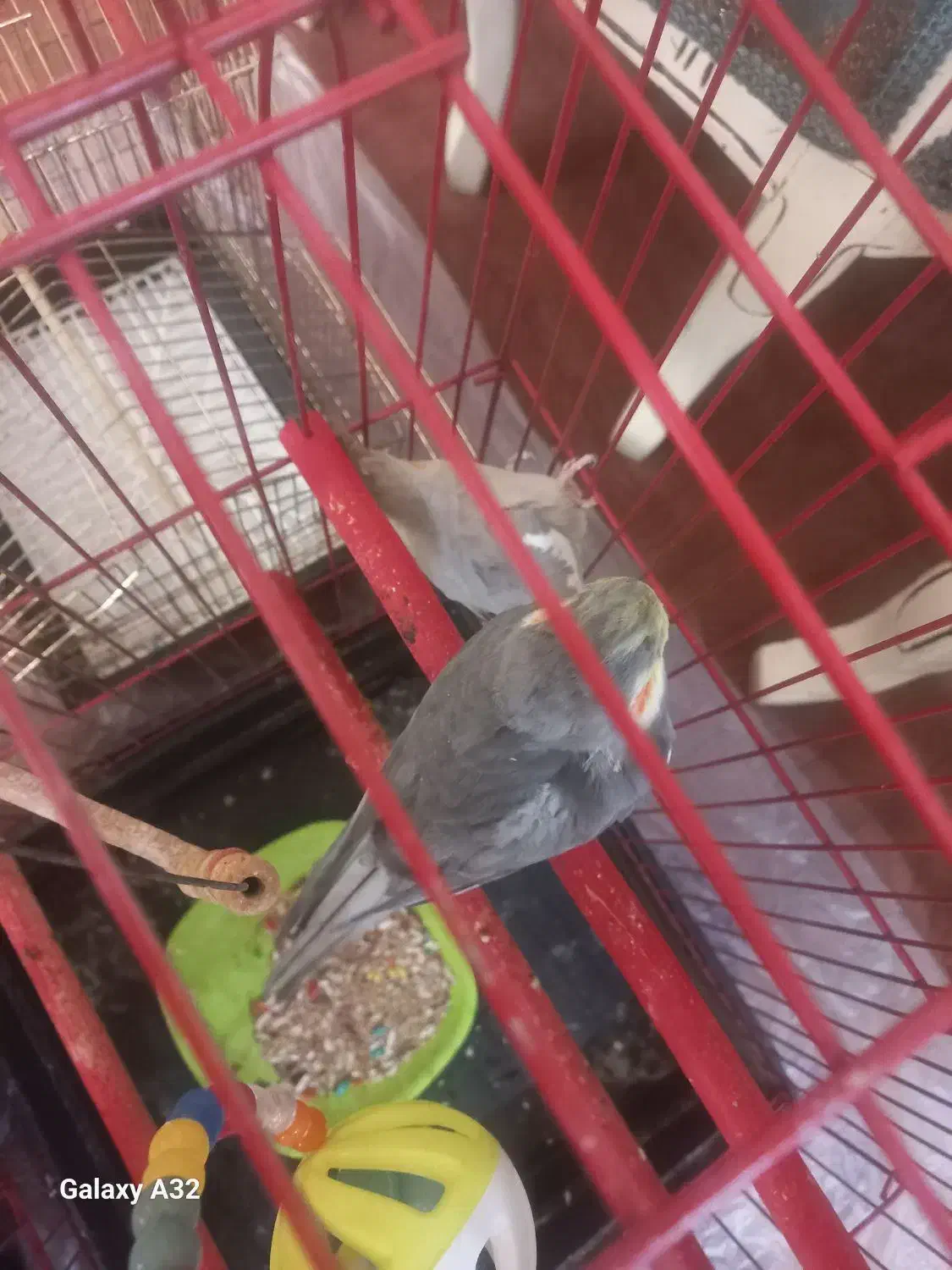 یه جفت عروس هلندی|پرنده|مشکین‌دشت, |دیوار