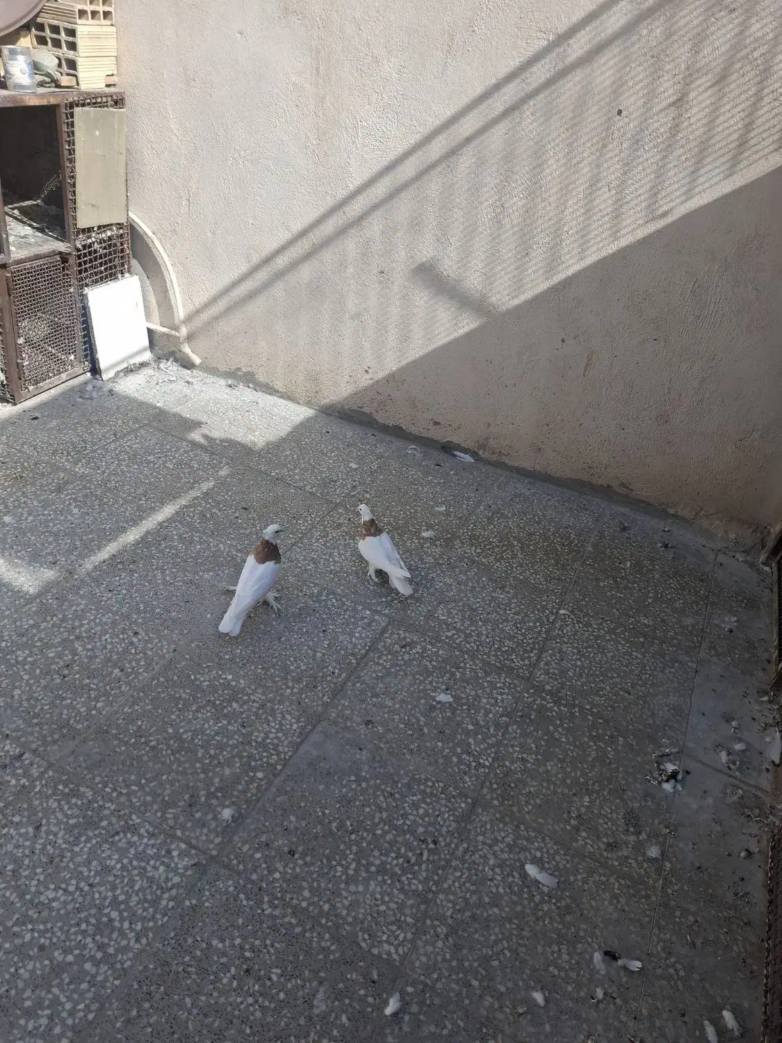 طوقی به شرط تخم و جوجه|پرنده|قم, حاج زینل|دیوار