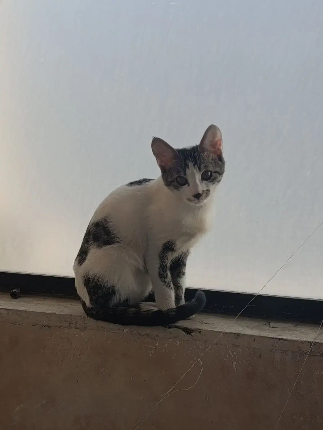 واگذاری گربه|گربه|قم, نیروگاه|دیوار