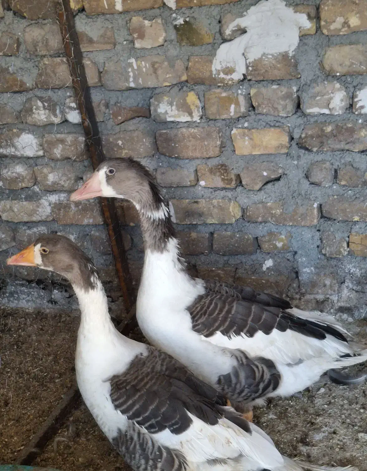 غاز|حیوانات مزرعه|تاکستان, |دیوار