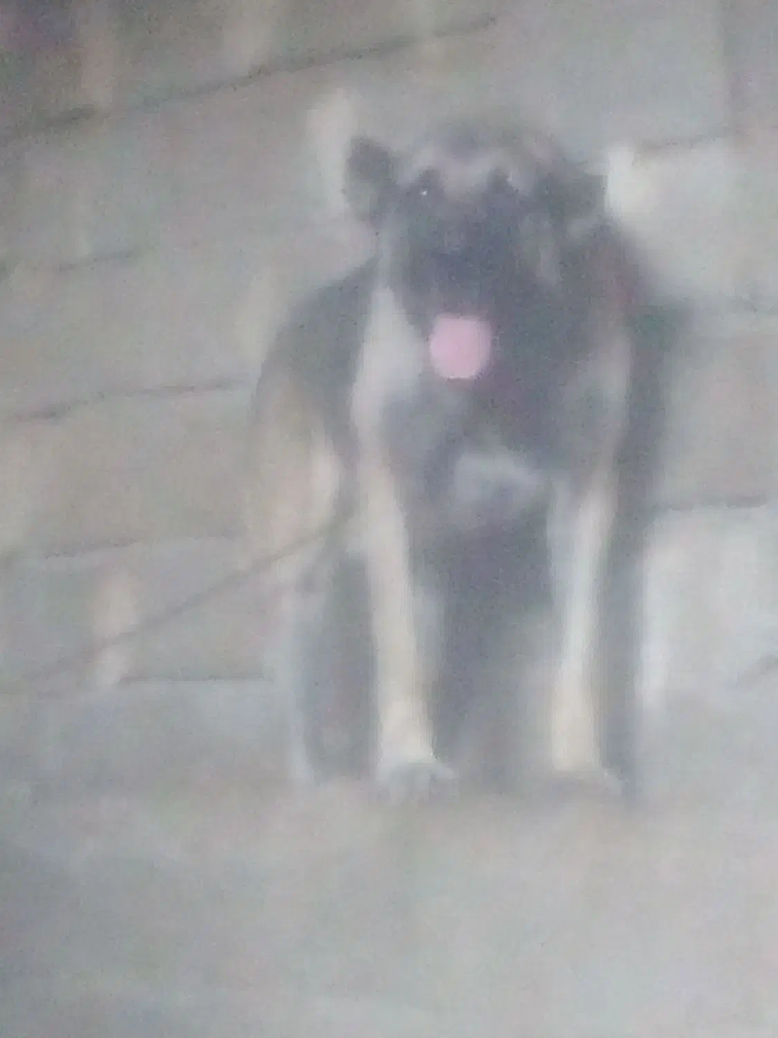 سگ سرابی از جنسه پله|سگ|میانه, |دیوار