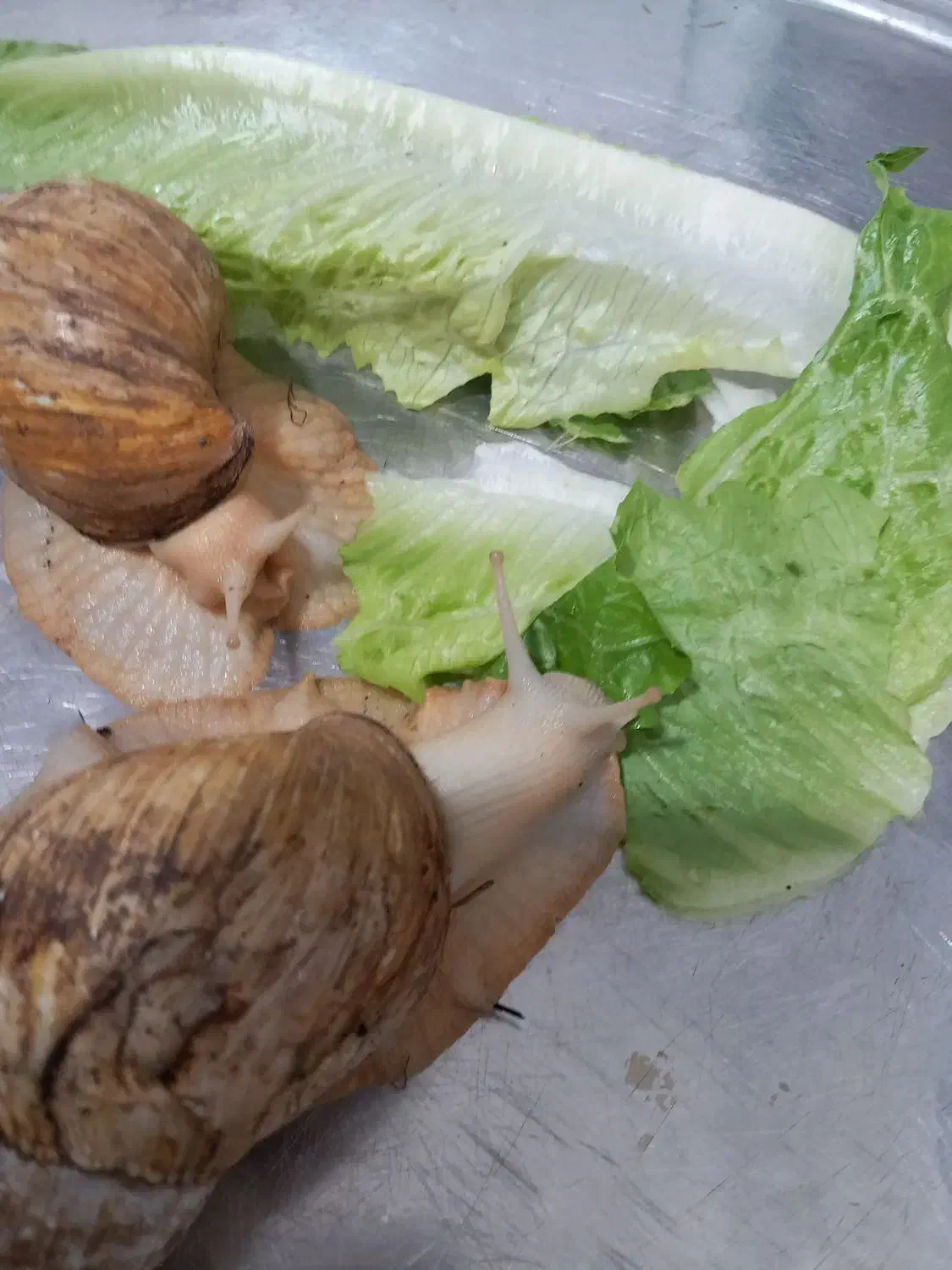 حلزونه|خزنده|تهران, مشیریه|دیوار