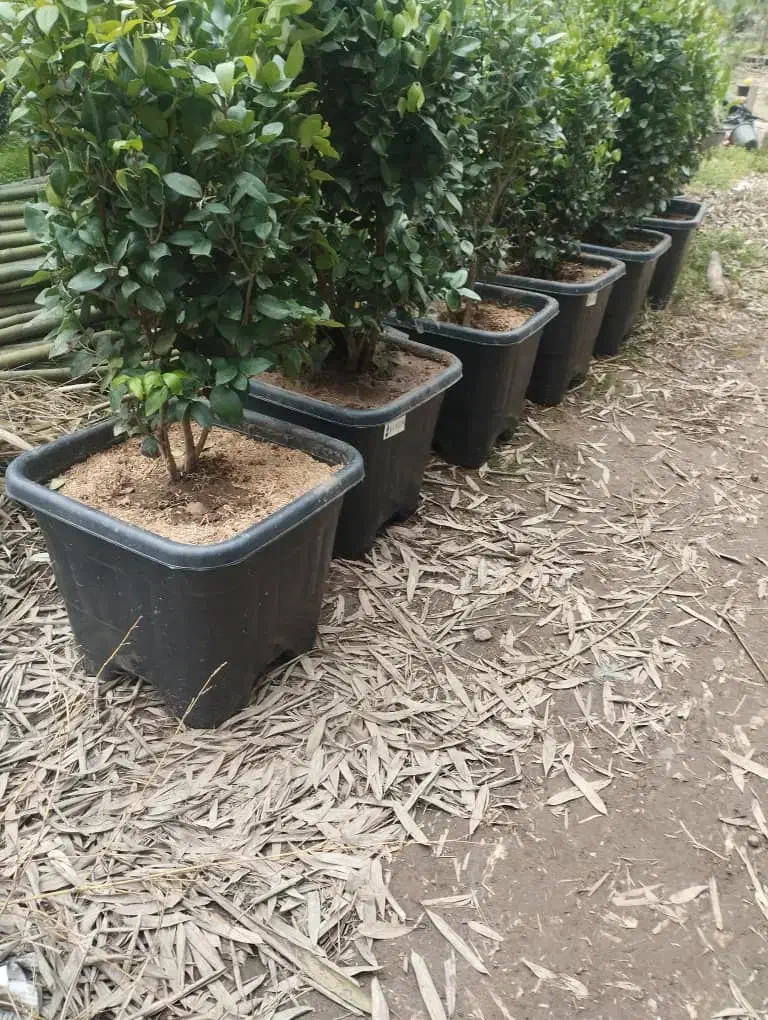 افرا|گل و گیاه طبیعی|شهریار, رزکان|دیوار