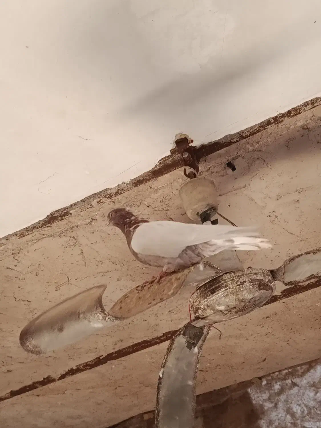 جفت کفتر|پرنده|قائن, |دیوار