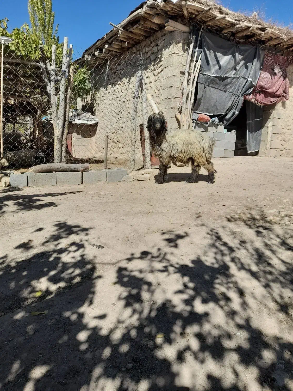 قوچ|حیوانات مزرعه|همایجان, |دیوار