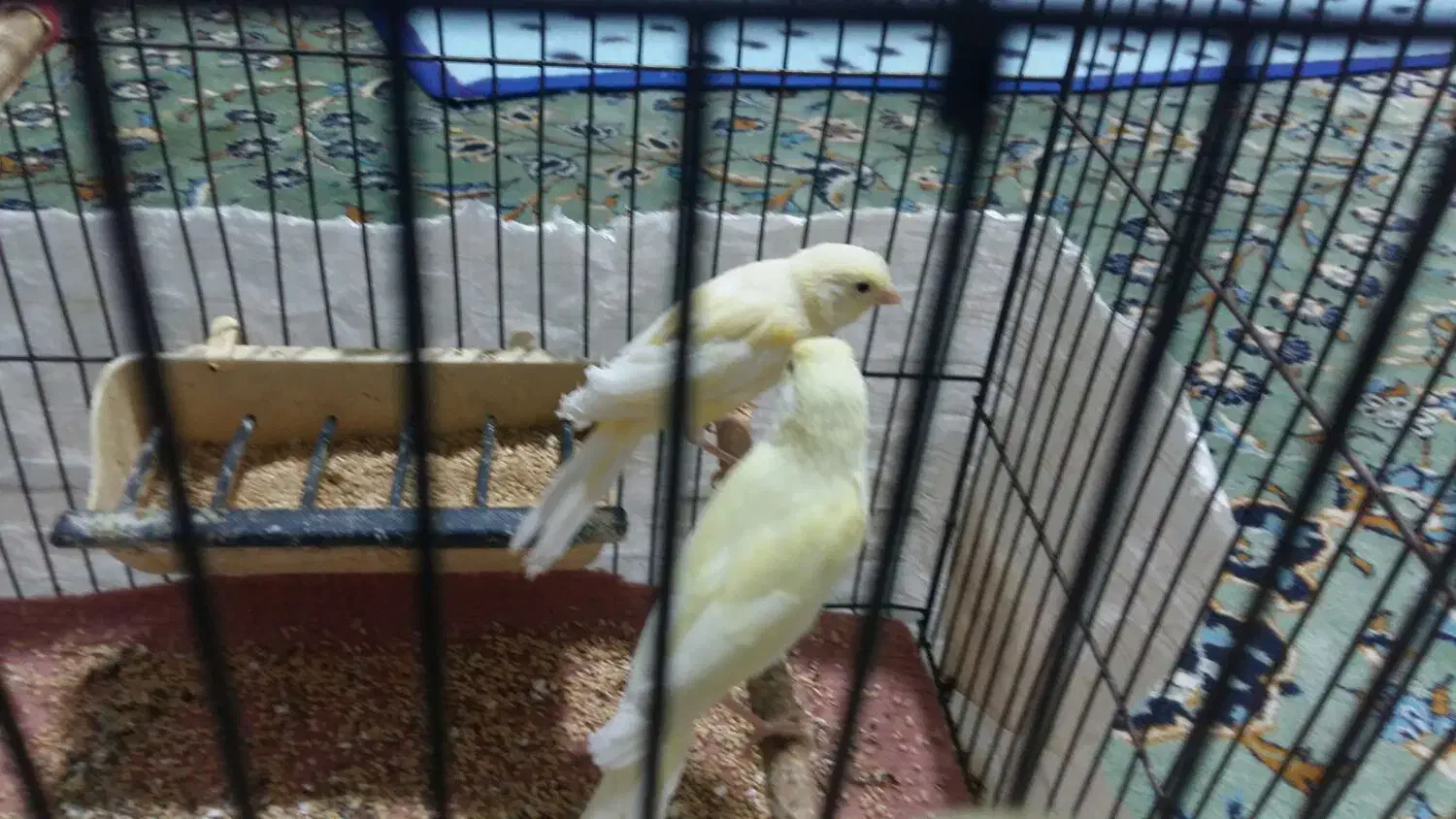 پرنده|پرنده|صحنه, |دیوار