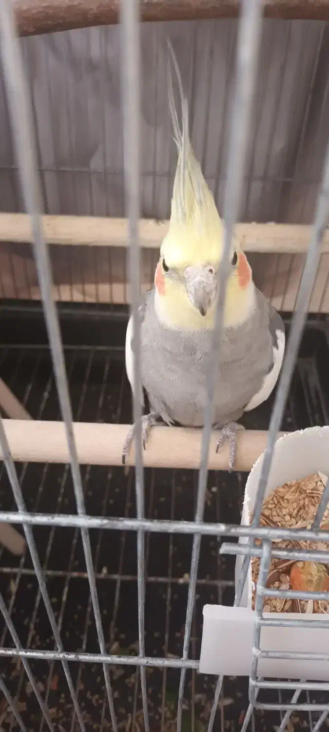 عروس هلندی نر|پرنده|مشهد, بالا خیابان|دیوار