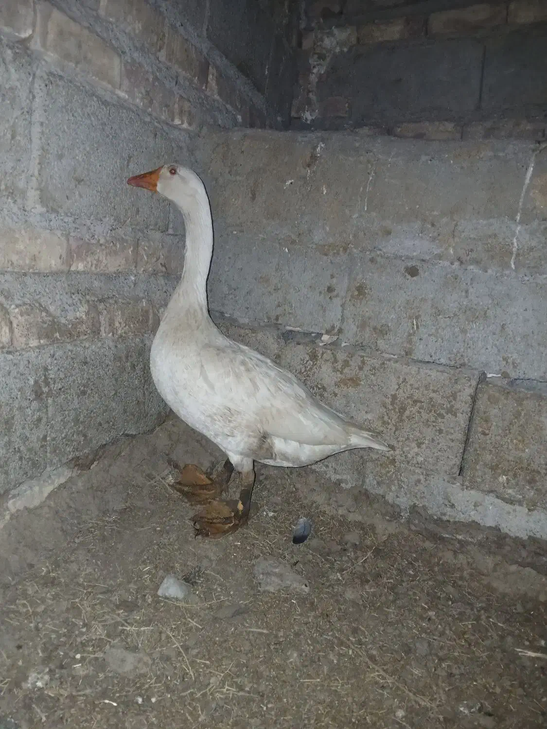 بت نر|حیوانات مزرعه|زابل, |دیوار