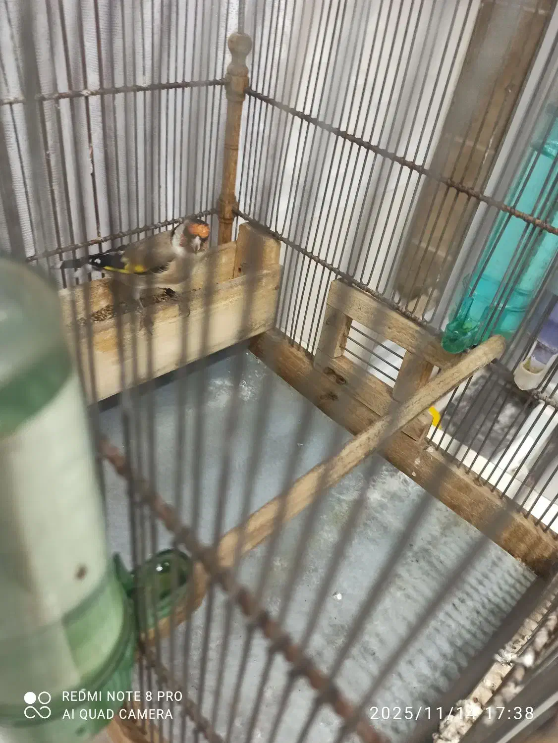 فروش‌سهره‌متولد‌قفس‌|پرنده|محلات, |دیوار