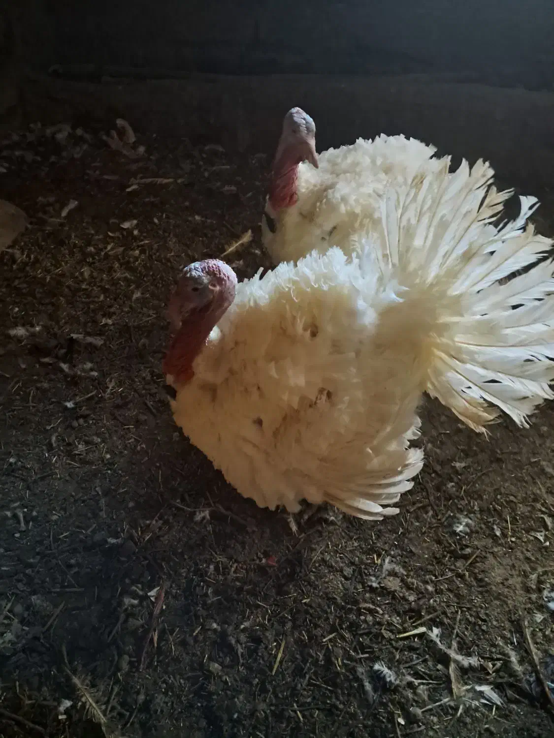 بوقلمون محلی|حیوانات مزرعه|صحنه, |دیوار