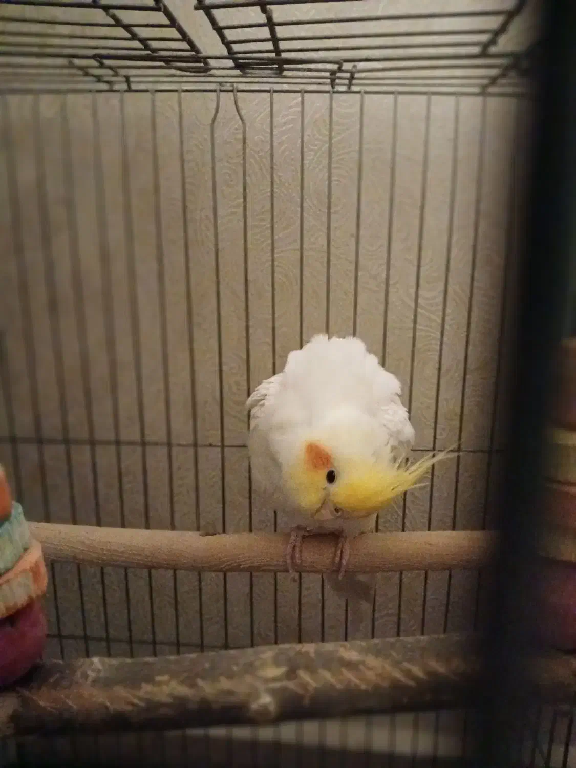 فروش عروس هلندی (اقای کاکولی وپسته خانم)|پرنده|پیشوا, |دیوار