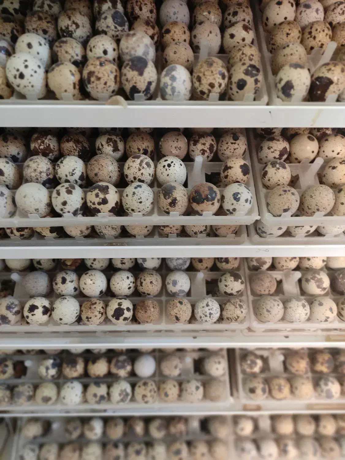 تخم نطفه دار و خوراکی بلدرچین|حیوانات مزرعه|مشهد, شهید آوینی|دیوار