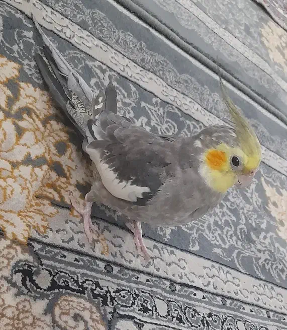 عروس هلندی|پرنده|حمیدیا, |دیوار