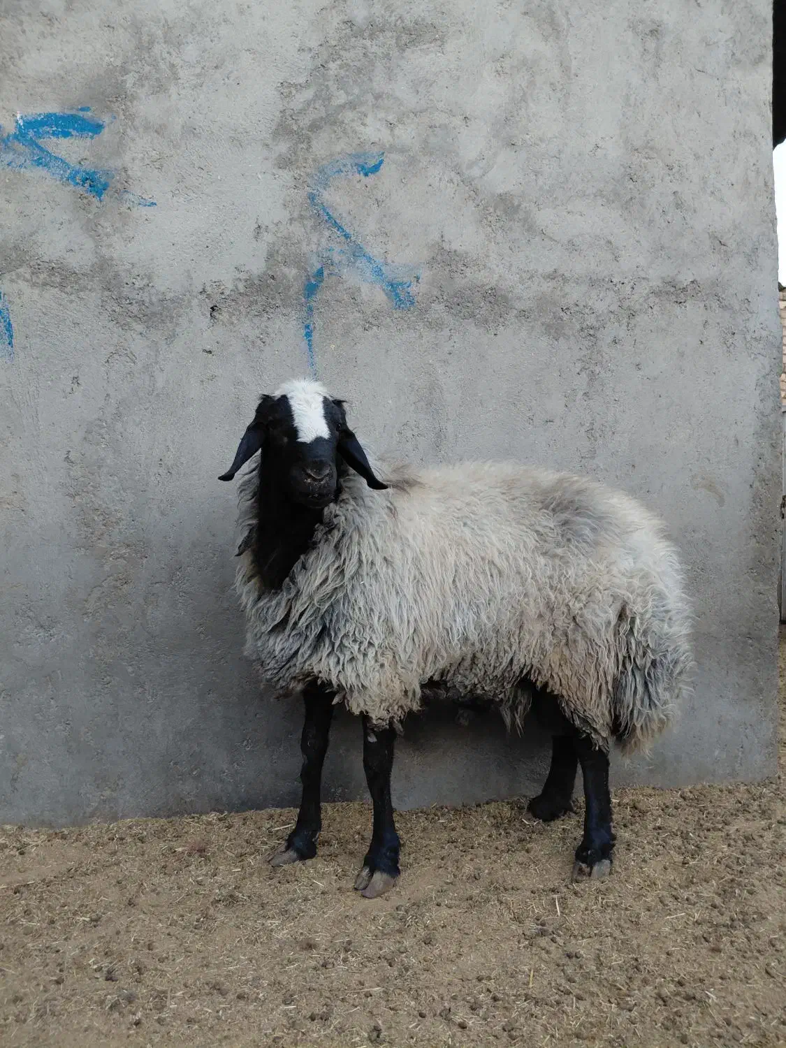 قوچ|حیوانات مزرعه|رامند, |دیوار