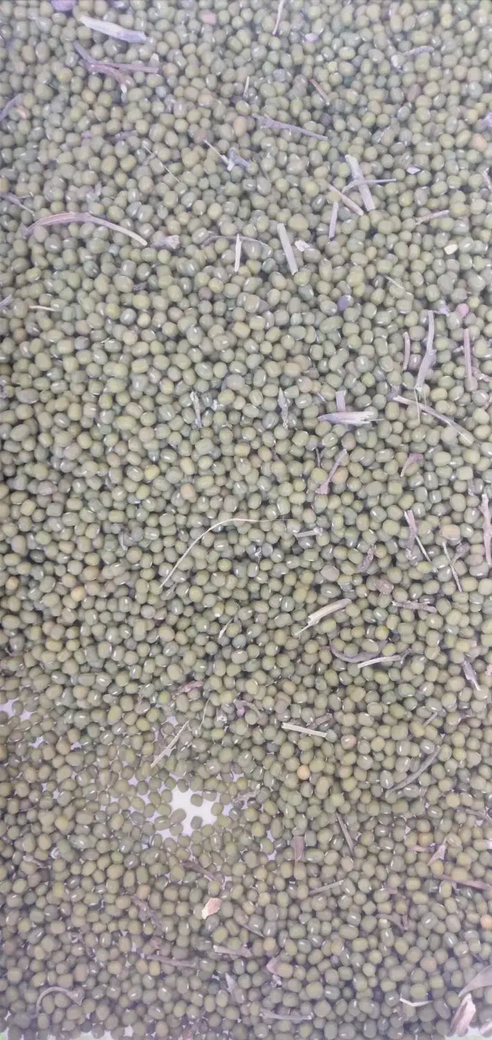 ماش|عمدهفروشی|پلدختر, |دیوار