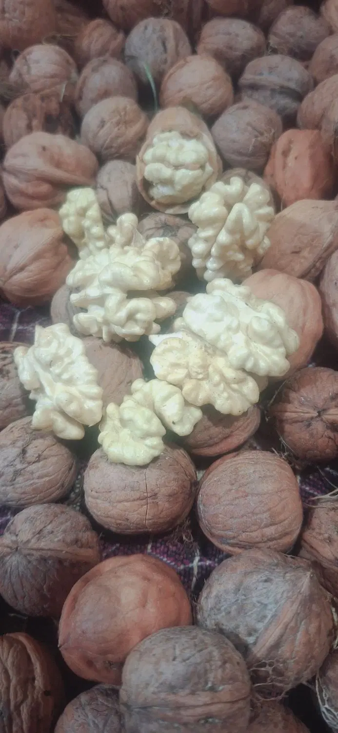 گردو|خوردنی و آشامیدنی|هشترود, |دیوار