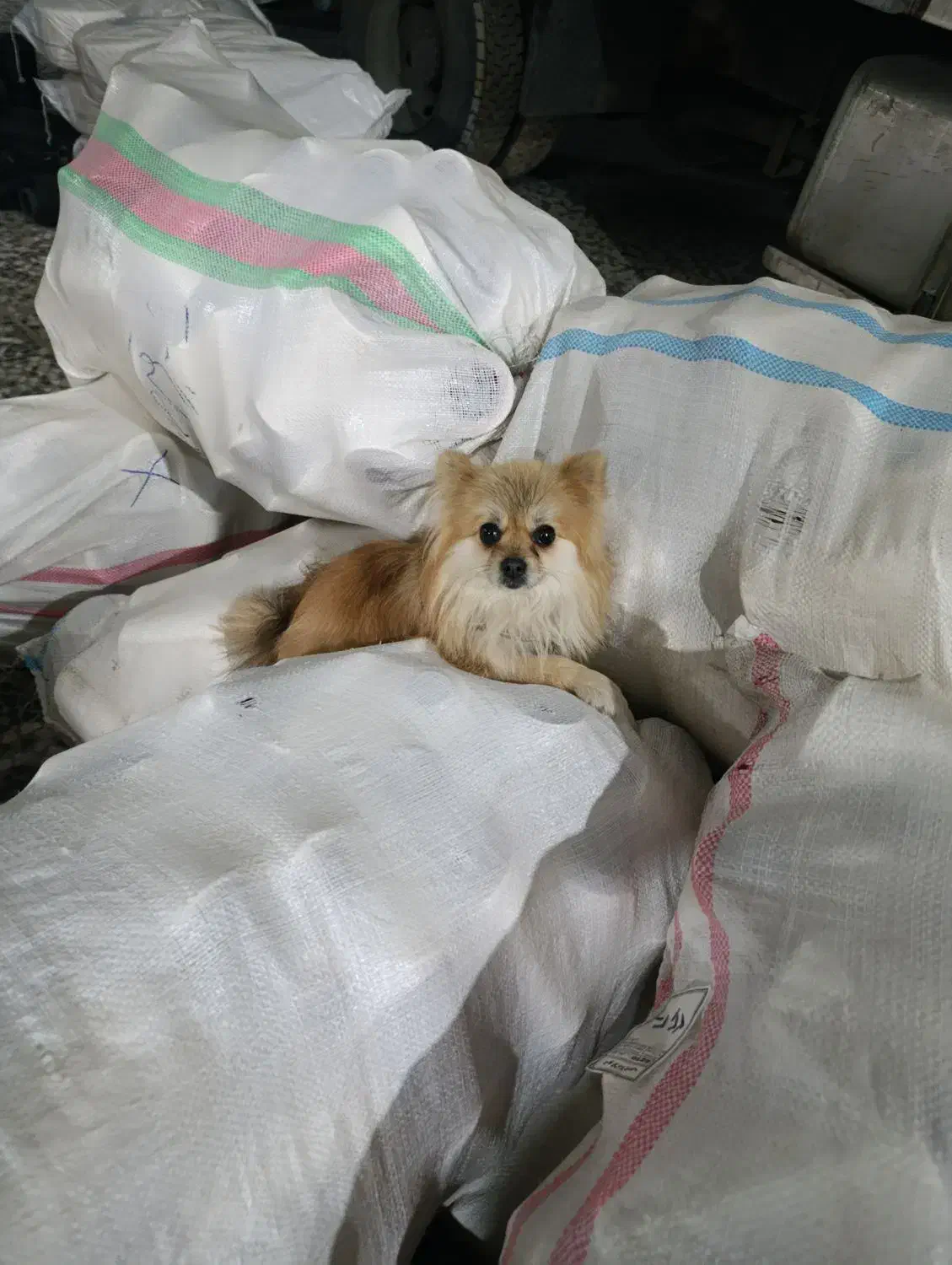 سگ پامرین|سگ|خمینی‌شهر, |دیوار